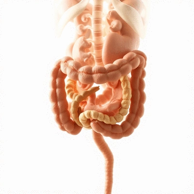 Image related to dysbiosis and gut health