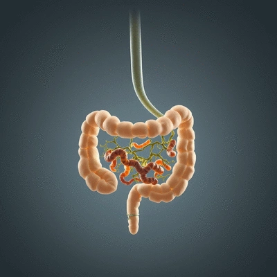 Healthy gut microbiome concept